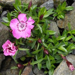 Nellike, Alpe- <br><i>Dianthus alpinus</i><br><br>