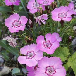 Nellike, Alpe- <br><i>Dianthus alpinus</i><br><br>