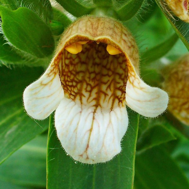 Fingerbl, <br>Uldhret <br><i>Digitalis lanata</i>
