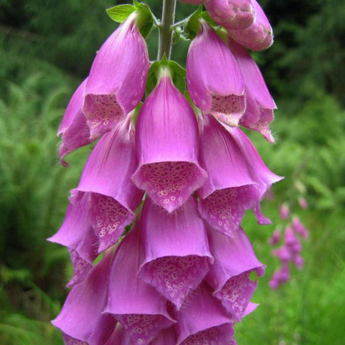 Fingerbøl 'Mix' Digitalis purpurea - Prydhaven - Albinus Frø