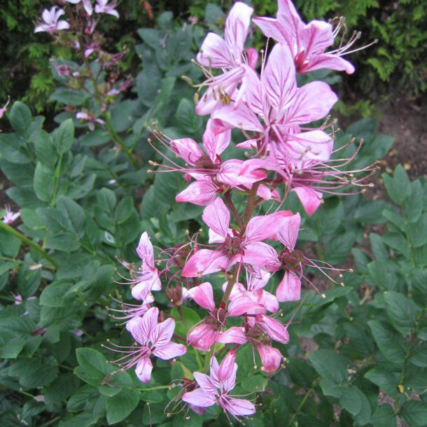Diktam 'Fraxinella', Gasplante <br><i>Dictamnus Albus </i>