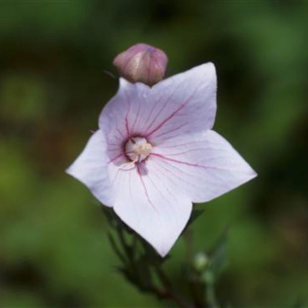 Ballonklokke <br>'Pink Shell' <br><i>Platycodon grandiflorus</i>