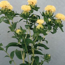 Blomstermix <br>'Kulrte buketter'<br><br>