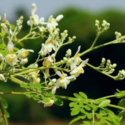 Moringa <br>'Peberrodstr' <br><i> Moringa oleifera</i>