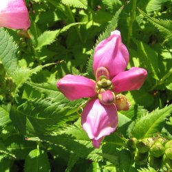 Duehoved <br><i>Chelone obliqua </i><br><br>