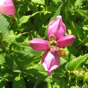 Duehoved <br><i>Chelone obliqua </i><br><br>