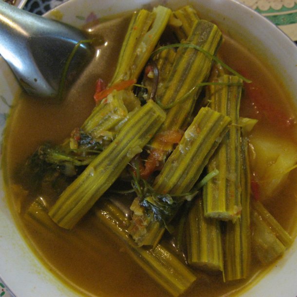 Moringa <br>'Peberrodstr' <br><i> Moringa oleifera</i>