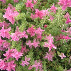 Dusksalvie <br>'Pink Sunday'<br><i>Salvia viridis </i>