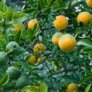 Dvrgcitron, Trebladet <br>- Bitterorange <br><i>Poncirus/Citrus trifoliata</i>