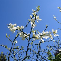 Dvrgcitron, Trebladet <br>- Bitterorange <br><i>Poncirus/Citrus trifoliata</i>