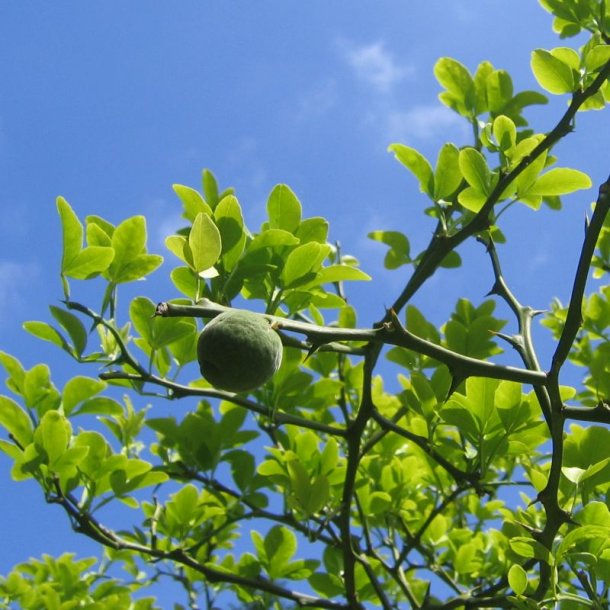 Dvrgcitron, Trebladet <br>- Bitterorange <br><i>Poncirus/Citrus trifoliata</i>