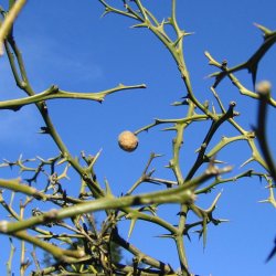 Dvrgcitron, Trebladet <br>- Bitterorange <br><i>Poncirus/Citrus trifoliata</i>