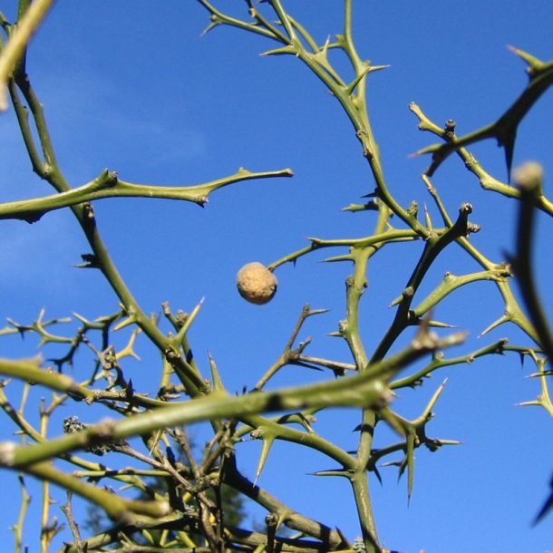 Dvrgcitron, Trebladet <br>- Bitterorange <br><i>Poncirus/Citrus trifoliata</i>