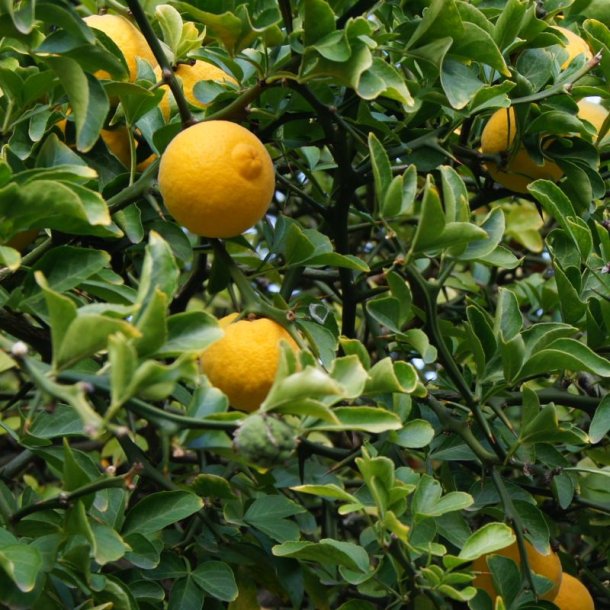Dvrgcitron, Trebladet <br>- Bitterorange <br><i>Poncirus/Citrus trifoliata</i>