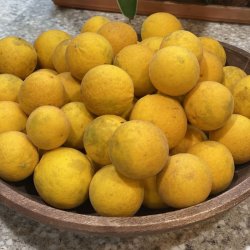 Dvrgcitron, Trebladet <br>- Bitterorange <br><i>Poncirus/Citrus trifoliata</i>