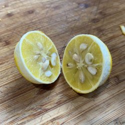 Dvrgcitron, Trebladet <br>- Bitterorange <br><i>Poncirus/Citrus trifoliata</i>