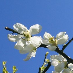 Dvrgcitron, Trebladet <br>- Bitterorange <br><i>Poncirus/Citrus trifoliata</i>