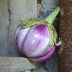 Aubergine <br>'Rosa Bianca' <br><i>Solanum melongena</i>