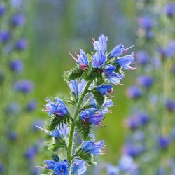 Slangehoved <br><i>Echium vulgare </i><br><br>