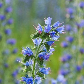 Slangehoved <br><i>Echium vulgare </i><br><br>