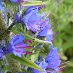 Slangehoved <br><i>Echium vulgare </i><br><br>