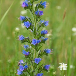Slangehoved <br><i>Echium vulgare </i><br><br>