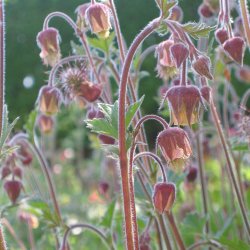 Eng-<br>nellikerod <br><i>Geum rivale </i>