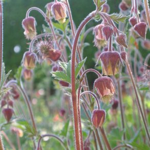 Eng-<br>nellikerod <br><i>Geum rivale </i>