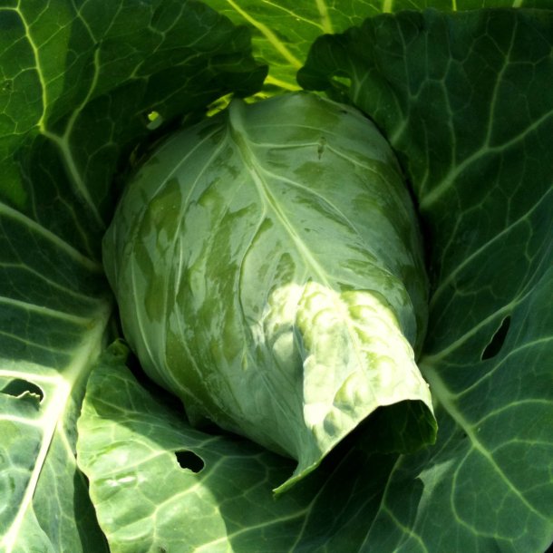Spidskl <br>'Oxheart' <br><i>Brassica oleracea var. conica</i>