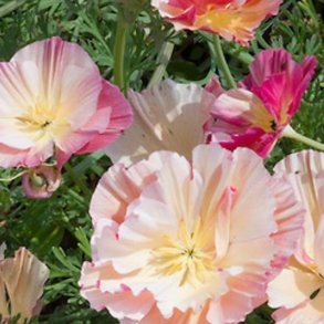 Guldvalmue 'Appleblossum'<br><i>Eschscholzia californica</i>