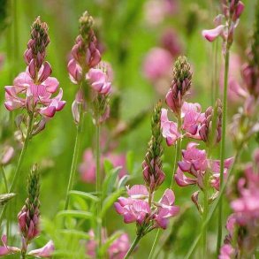 Esparsette <br><i>Onobrychis viciifolia</i><br><br>