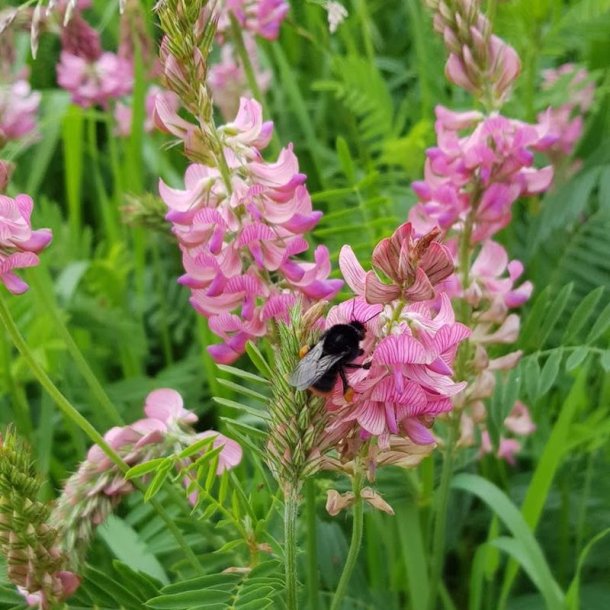 Esparsette <br><i>Onobrychis viciifolia</i><br><br>