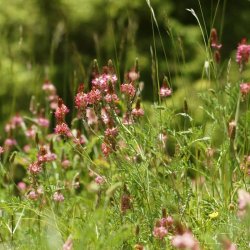 Esparsette <br><i>Onobrychis viciifolia</i><br><br>