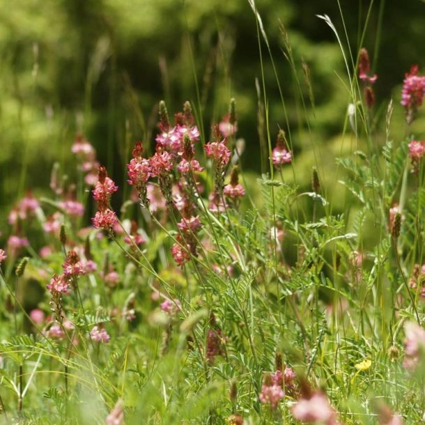 Esparsette <br><i>Onobrychis viciifolia</i><br><br>