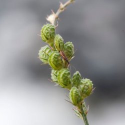 Esparsette <br><i>Onobrychis viciifolia</i><br><br>