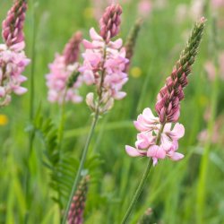 Esparsette <br><i>Onobrychis viciifolia</i><br><br>