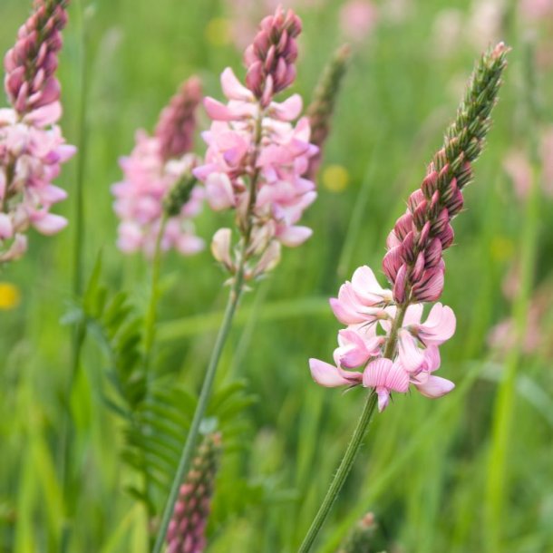 Esparsette <br><i>Onobrychis viciifolia</i><br><br>