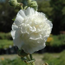 Stokrose <br>'Chater White'<br><i>Alcea rosea</i>