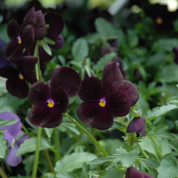 Hornviol <br>'Back to Black' <br><i> Viola cornuta</i>