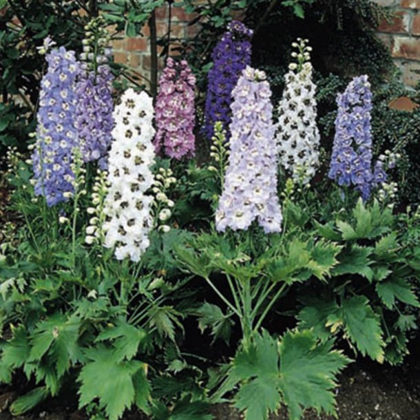 Ridderspore <br>'Mix'<br><i>Delphinium <br>'Magic Fountain'</i>
