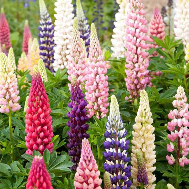Lupin <br>'Russell's Mix'<br><i>Lupinus X russellii hort</i>
