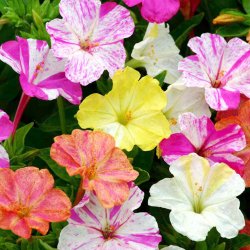 Vidunderblomst <br>'Marbles Mix'<br><i>Mirabilis jalapa</i>