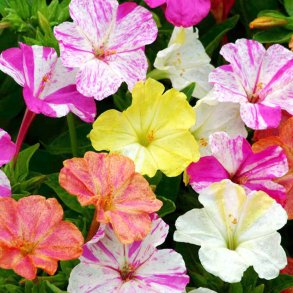 Vidunderblomst <br>'Marbles Mix'<br><i>Mirabilis jalapa</i>