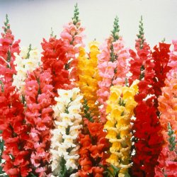 Lvemund <br>'Mix' <br><i>Antirrhinum majus </i>