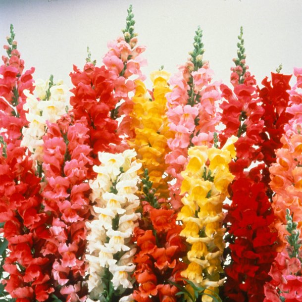 Lvemund <br>'Mix' <br><i>Antirrhinum majus </i>