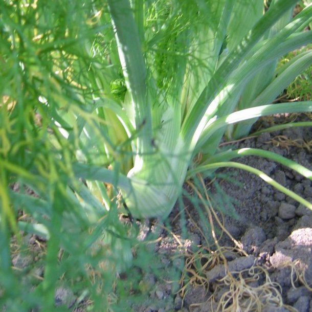 Fennikel, Knold- <br>'Vulgare Dulce'<br><i>Foeniculum vulgare var. azoricum</i>