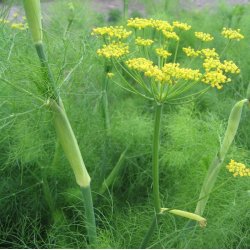 Fennikel, Knold- <br>'Vulgare Dulce'<br><i>Foeniculum vulgare var. azoricum</i>