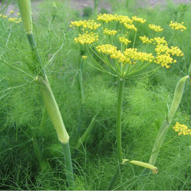 Fennikel, Knold- <br>'Vulgare Dulce'<br><i>Foeniculum vulgare var. azoricum</i>