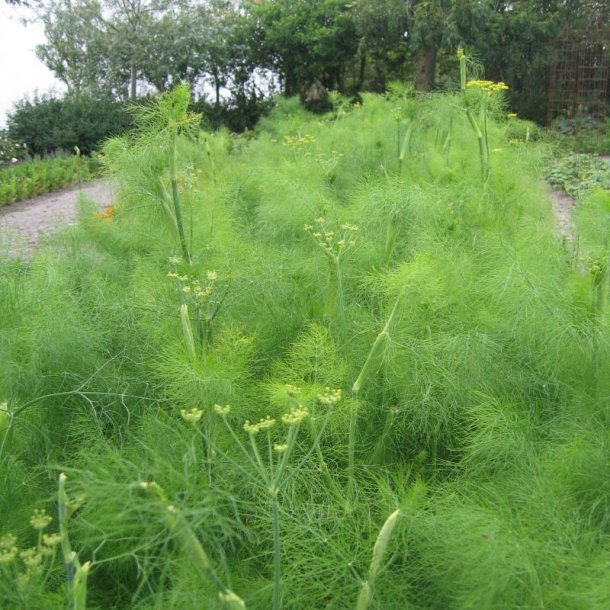 Fennikel, Knold- <br>'Vulgare Dulce'<br><i>Foeniculum vulgare var. azoricum</i>