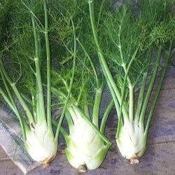 Fennikel, Knold- <br>'Vulgare Dulce'<br><i>Foeniculum vulgare var. azoricum</i>